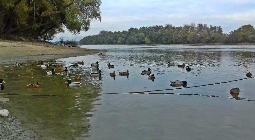 Kacsák a Duna-parton